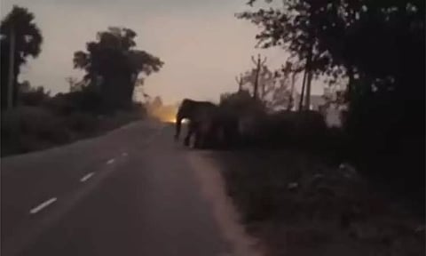 ஓசூர் வனப்பகுதியில் தஞ்சம் புகுந்த யானைக் கூட்டம் - கிராம மக்களுக்கு வனத்துறை எச்சரிக்கை