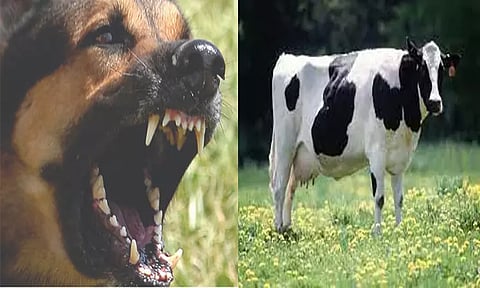 வெறிநாய் கடித்து இறந்த பசுமாட்டின் பாலை குடித்த கிராமத்தினருக்கு ரேபிஸ் தடுப்பூசி