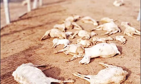 வெறிநாய்கள் கடித்து குதறியதில் 24 ஆடுகள் சாவு