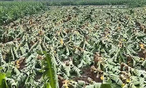 நெல்லை: சூறைக்காற்றால் சாய்ந்த 1.50 லட்சம் வாழை மரங்கள் - விவசாயிகள் வேதனை