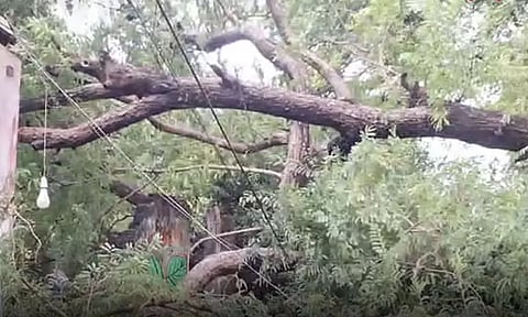 கடலூர்: கனமழையால் மின்கம்பி அறுந்து விழுந்து விபத்து - 3 பேர் உயிரிழந்த சோகம்