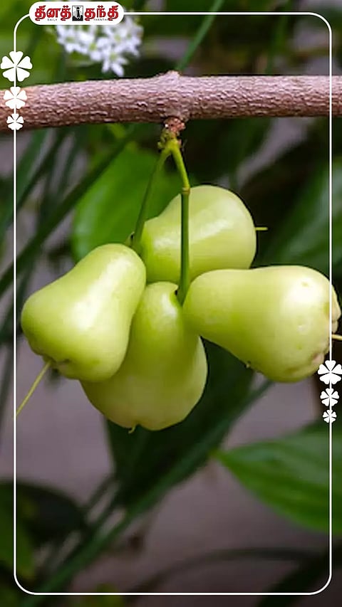 சுவை கம்மிதான் ஆனால்...பலன் பல மடங்கு அதிகம்.!!