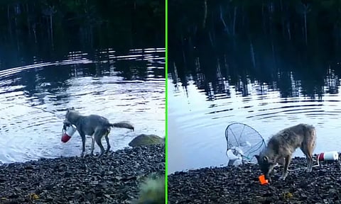 முதன்முறையாக... நீருக்குள் வைத்த பொறியில் சிக்கிய நண்டை லாவகத்துடன் இரையாக்கிய ஓநாய்; வைரலான வீடியோ