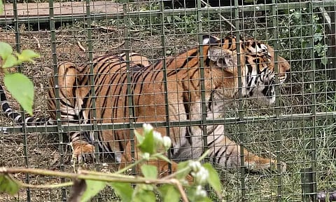 நீலகிரி: 4 மாதங்களாக பொதுமக்களை அச்சுறுத்திய புலி கூண்டில் சிக்கியது...!