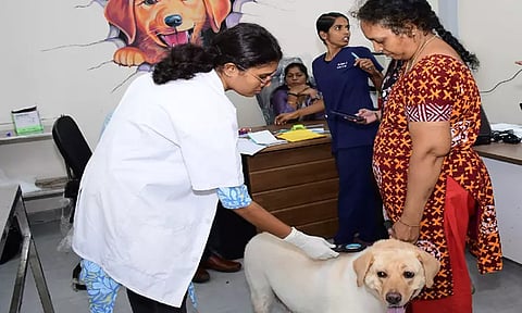 சென்னையில் இன்று 726 செல்லப் பிராணிகளுக்கு வெறிநாய்க்கடி நோய்த் தடுப்பூசி செலுத்தி, உரிமம் வழங்கப்பட்டது