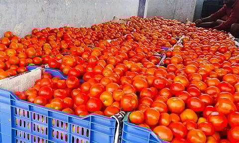 தக்காளி விலை கிடுகிடு உயர்வு..! புலம்பும் இல்லத்தரசிகள் - காரணம் என்ன.?