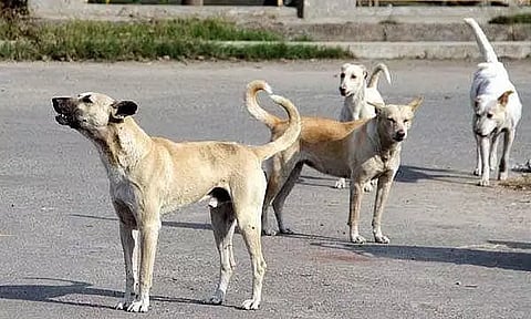 நெல்லை: 4 வயது சிறுமியை கடித்து குதறிய தெருநாய் - அதிர்ச்சி சம்பவம்