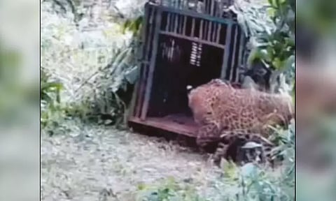 பெண்ணை கொன்ற புலியை பிடிப்பதற்காக வைத்த கூண்டில் சிக்கிய சிறுத்தை