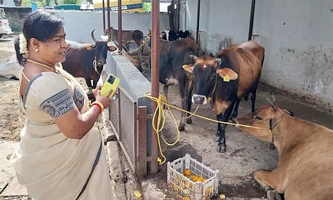 தூத்துக்குடியில் சாலையில் சுற்றித் திரிந்த 25 மாடுகளை பிடித்து கோசாலையில் ஒப்படைப்பு