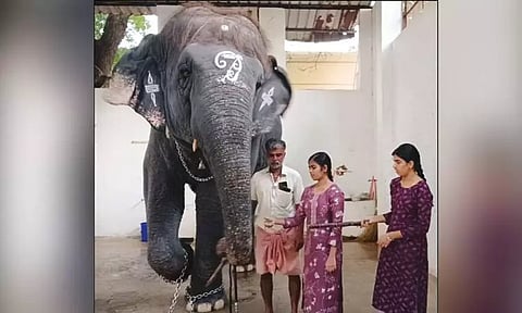 தந்தையின் முதலாம் ஆண்டு நினைவு தினம்; திருச்செந்தூர் கோவிலில் யானைக்கு கரும்பு வழங்கி ஆசி பெற்ற பாகனின் மகள்கள்