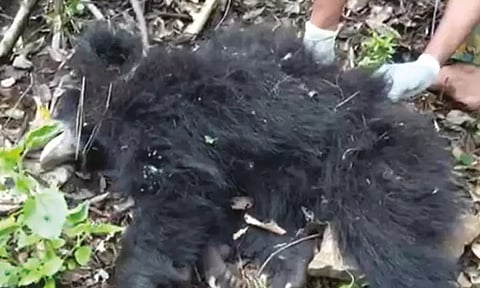 தேன் குடிக்க சென்று 300 அடி உயர மலையில்.. பாறைகளுக்கு நடுவே சிக்கிய கரடி