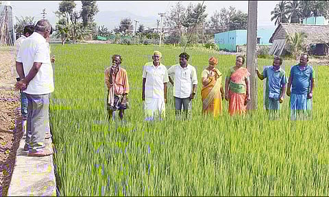 சேலம்: நோய் தாக்கிய நெற்பயிர்களை வேளாண் அதிகாரிகள் ஆய்வு
