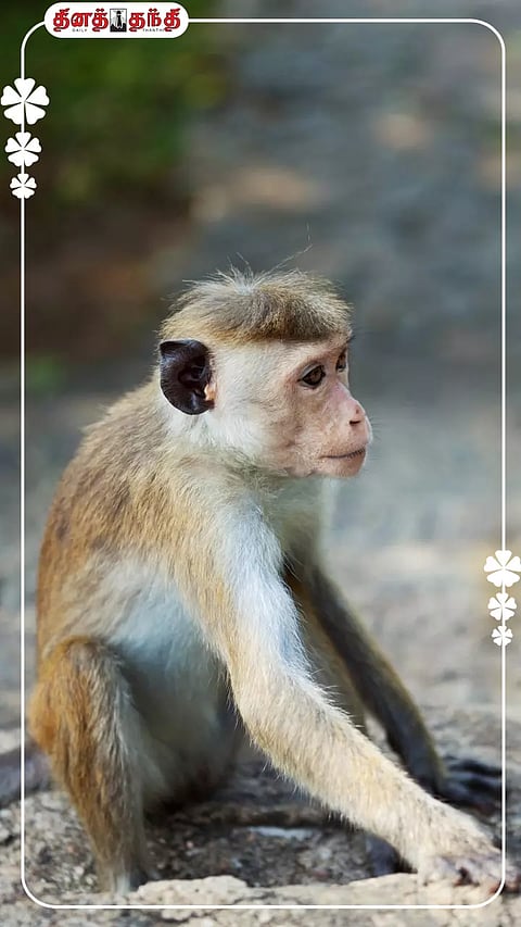 துரிதமாக மலைகளில் ஏறும் குரங்குகளின் அசாத்திய ஆற்றல்.!