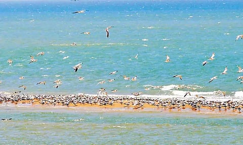 தனுஷ்கோடியில் உருவான மணல் திட்டில் குவிந்த கடல் புறாக்கள்