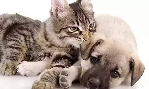 சென்னை: செல்லப்பிராணிகளுக்கு உரிமம் பெற காலக்கெடு இன்றுடன் நிறைவு