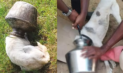 குடத்தில் தலை சிக்கி பரிதவித்த நாய் - நீண்ட போராட்டத்திற்கு பின் மீட்பு