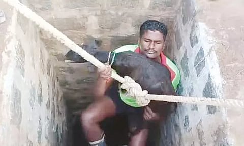 கிணற்றில் தவறி விழுந்து பரிதவித்த ஆட்டுக்குட்டி - தீயணைப்பு துறையினர் மீட்பு