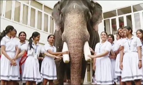 பள்ளியில் நடந்த செல்ல பிராணிகள் கண்காட்சிக்கு யானையை அழைத்து வந்த மாணவி