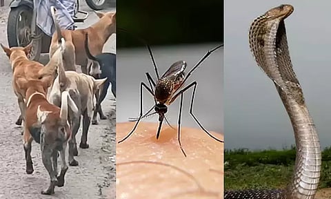 மனித உயிர்களை அதிகம் கொல்லும் உயிரினங்களில் முதலிடத்தில் இதுவா..? வெளியான அதிர்ச்சி தகவல்