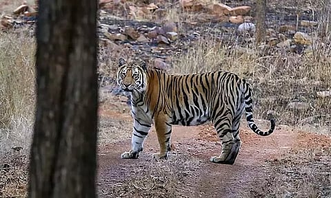 காட்டில் விறகு சேகரிக்க சென்ற முதியவரை அடித்துக்கொன்ற புலி