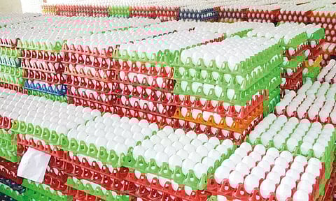 நாமக்கல்லில் மீண்டும் புதிய உச்சம் தொட்ட முட்டை கொள்முதல் விலை.!