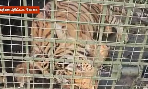 கேரளா: பத்தனம்திட்டாவில் பொதுமக்களை அச்சுறுத்தி வந்த புலி கூண்டில் சிக்கியது