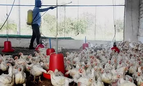 கேரளாவில் வேகமாக பரவும் பறவை காய்ச்சல்