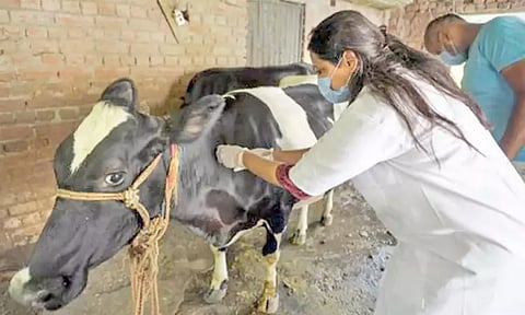 கோமாரி நோய் தடுப்பூசி போடும் பணி டிசம்பர் 29ல் தொடக்கம்: நெல்லை, தூத்துக்குடி கலெக்டர்கள் தகவல்