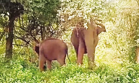 உடுமலை-மூணாறு சாலையில் குட்டியுடன் உலவும் காட்டுயானை: வாகன ஓட்டிகளுக்கு எச்சரிக்கை