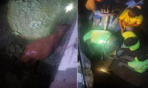 பள்ளத்தில் தவறி விழுந்த பசு மாடு மீட்பு