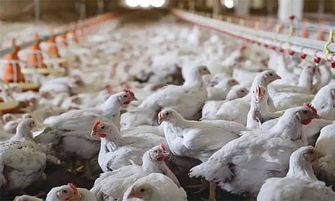 பறவை காய்ச்சல் எதிரொலி: கேரளாவில் இருந்து நீலகிரிக்கு கோழிகள் கொண்டு வர தடை