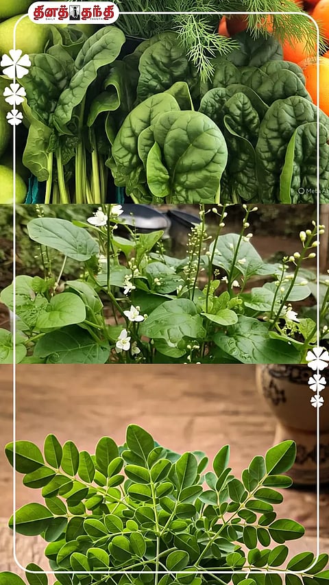 கீரையை தினமும் எந்த அளவு சாப்பிட வேண்டும்.!