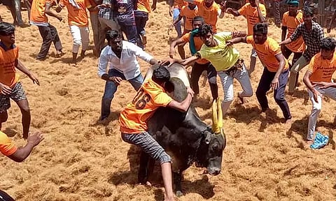 சிவகங்கை: ஜல்லிக்கட்டு போட்டிக்கான இடங்கள் குறித்து அறிக்கை தாக்கல் செய்ய சென்னை ஐகோர்ட்டு மதுரை கிளை உத்தரவு