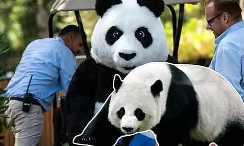 Visitors Shocked! No Pandas in the Park – Staff Dress Up as Pandas Instead!