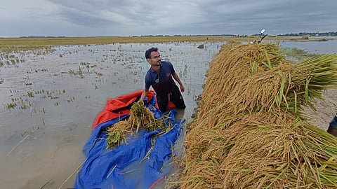 A farmer struggle with damaged boro paddy in Baram Haor, Dirai, Sunamganj on Thursday. Waadaa photo