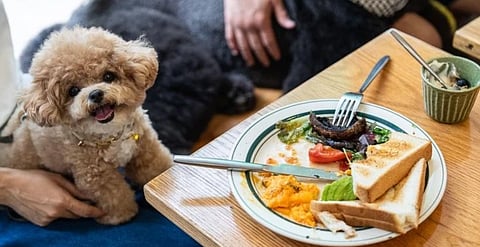A dog sits on its owner at a dining table inside the Wan Land Cafe on the first day dogs are legally permitted in restaurants in Hong Kong, Thursday, July 9, 2026.