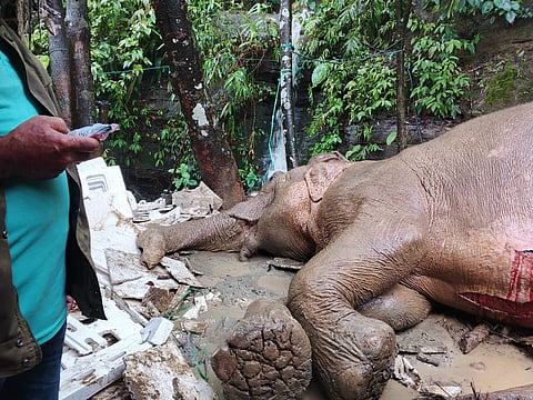 The injured elephant.