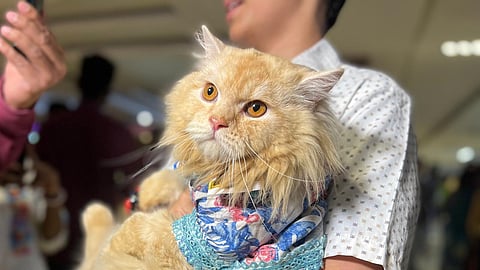 A pet owner holds his cat during a cat show in Dhaka on 24 February, 2023. (File)