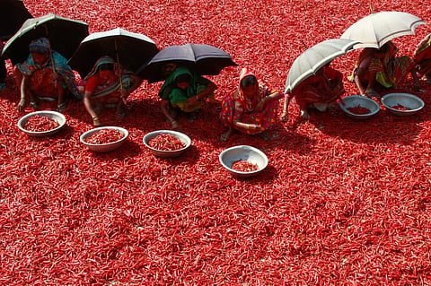 Women harvesting red chili peppers under the blazing sun in an open field with umbrellas as their only respite. Rising heat stress means millions are already losing the equivalent of around 20 working days or more per year due to rising temperatures, which leads to an important loss of income, especially for families already struggling to make ends meet.