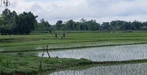Paddy fields stretch across the border area near Patgram in Lalmonirhat.