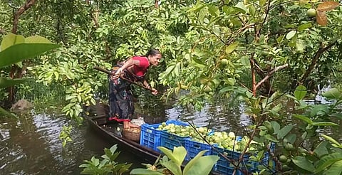 Farmers from Kuriana, Atghar, Bhimruli, Jalabari, Dhalhar and nearly 20 kilometres of surrounding areas arrive at dawn in boats loaded with freshly harvested guavas, along with hog plums (amra), lemons, bananas, vegetables and other farm produce