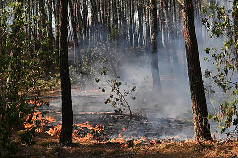 A fire burns in a forest near Claouey, during wildfires in southwestern France, Wednesday, July 29, 2026.