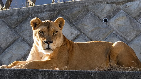 A lion rests inside its enclosure at a zoo after reportedly suffering from suspected heat stress.