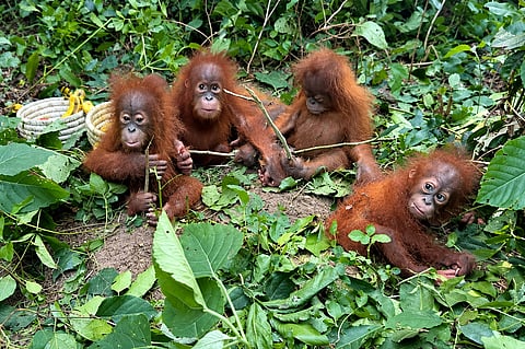 Orangutans in the wild are native only to Indonesia's Sumatra island and Borneo. These young ones were found in a forest in India.