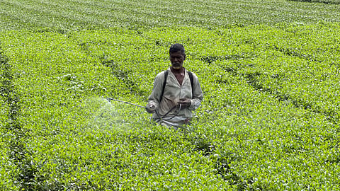 Abul Hossain sprays pesticides in his tea plantation.