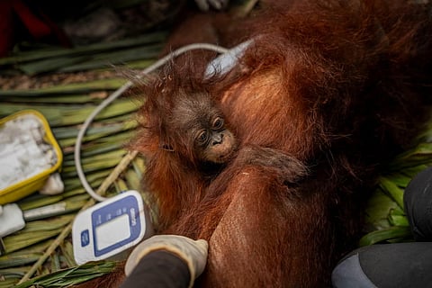 Abu, the eight-month-old baby of Mama Abu, who are being monitored after they were trapped by smoke from forest and land fires in a palm oil plantation area in West Kalimantan, Indonesia