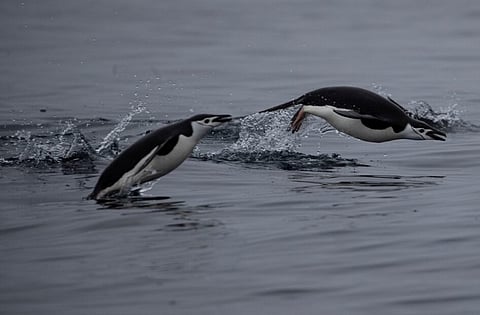 A pair of chinstrap penguins swim near Two Hummock Island, Antarctica, February 2, 2020.