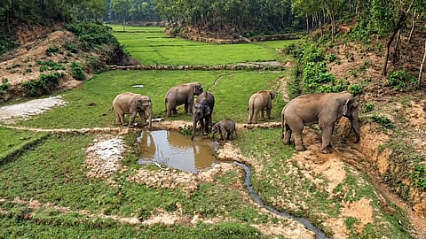 of wild elephants, including a calf, gathers around a small waterhole in the Garo Hills of Sherpur, where shrinking habitats and expanding farmland have intensified human-elephant conflict