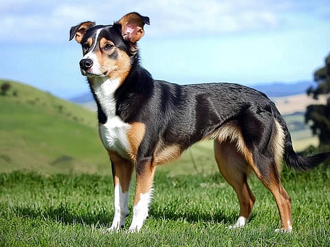 New Zealand Sees Dog Attacks Fall for First Time Since Pandemic