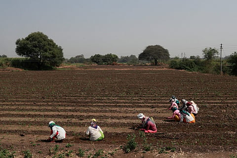Women labourers work in a pearl millet field at Narayangaon, India, March 12, 2019